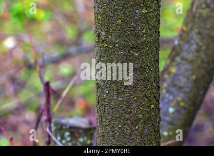 Lilafarbene Pflaumenrinde - lateinischer Name - Prunus cerasifera Pissardii Stockfoto