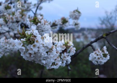 15. April 2023 Budapest, Ungarn. Wetter, Sonnenuntergang zur Kirschblüte Budapest Ungarn Credit Ilona Barna BIPHOTONEWS, Alamy Live News Stockfoto