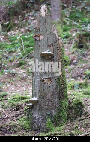 Eine Hummel, die im Frühling eine rote, tote Nessel bestäubt Stockfoto