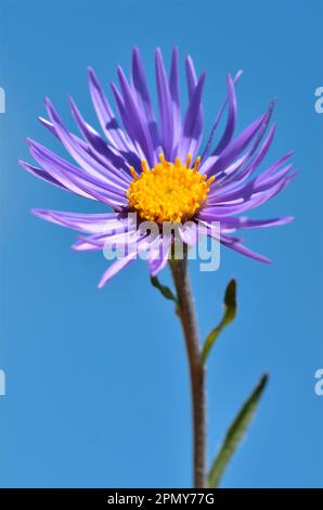 Blauer Aster Gänseblümchen oder alpiner Aster (Aster alpinus) am blauen Himmel im Hintergrund Stockfoto