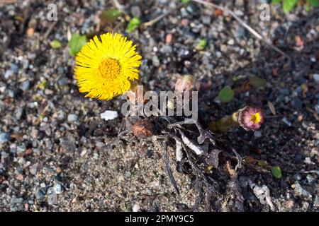 Kaltfuss (Tussilago farfara), Nahaufnahme einer einzelnen Blume mit Knospe, die auf einer Fläche von rauem verdichtetem Kies wächst. Stockfoto