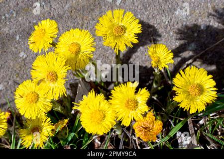 Coltsfoot (Tussilago farfara), Nahaufnahme einer Gruppe von Frühlingsblumen, die im Sonnenschein vor einer alten Mauer auf verfallenem Land wachsen. Stockfoto