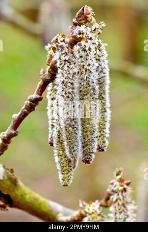 Graue Poplar (Populus canescens), Nahaufnahme einer Gruppe männlicher Katzen in Blüten, die im Frühling an einem kleinen Ast eines Baumes hängen. Stockfoto