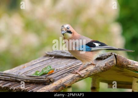 Ein leuchtend blauer jay-Vogel hoch oben auf einem hölzernen Vogelfutterplatz, der von natürlichem Licht beleuchtet wird Stockfoto