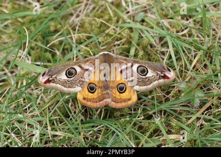 Kaisermotte (Saturnia pavonia) männlich Stockfoto