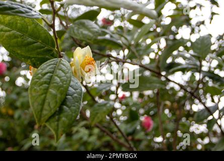 Camellia chrysantha oder Camellia petelotii oder goldene Kamelien oder Camellia nitidissima Pflanzenzweig mit wachsgelben Blüten. Stockfoto