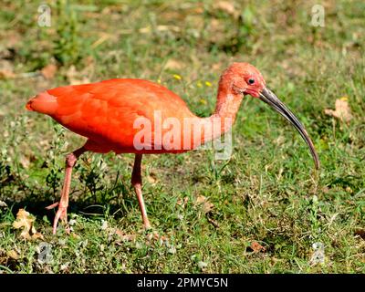 Closeup Scarlet Ibis (Eudocimus Ruber) auf Rasen Stockfoto