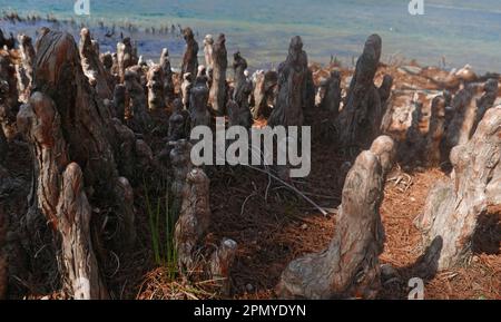 Weißkopfzypressenwald am Maggiore-See, Brissago-Insel, Schweiz Stockfoto