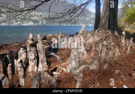 Weißkopfzypressenwald am Maggiore-See, Brissago-Insel, Schweiz Stockfoto