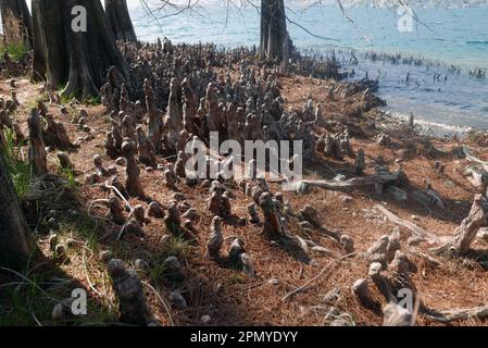 Weißkopfzypressenwald am Maggiore-See, Brissago-Insel, Schweiz Stockfoto