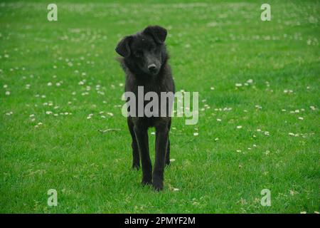 Schwarzer Hund auf der Wiese. Schwarzer Schönheitshündchen auf dem Rasen im Park Stockfoto