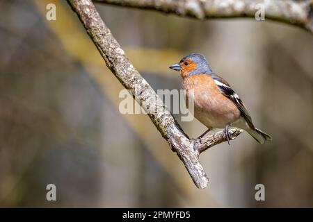 Nahaufnahme eines männlichen Chaffinch hoch oben auf einem Ast mit tollem Bokah - Seitenansicht Stockfoto