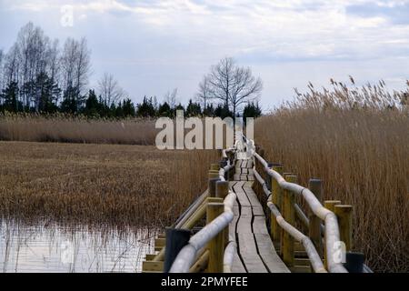 Reed Trail am Kaniera See. Wunderschöne Landschaft mit Holzsteg für Fußgänger. Frühling in Lettland. Stockfoto