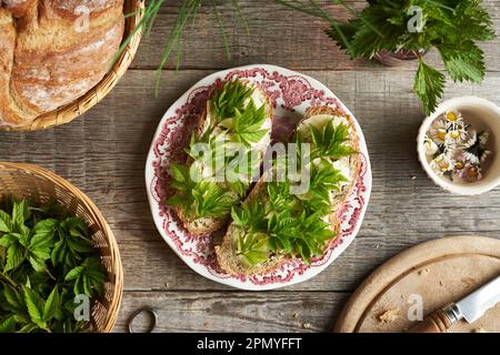 Junge Goutweed-Blätter, die im Frühling auf Scheiben Sauerteigbrot gesammelt wurden, Draufsicht Stockfoto