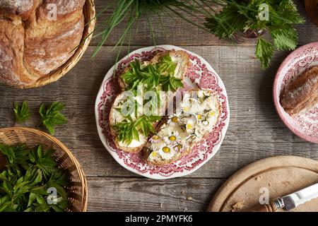 Junge Goutweed-Blätter und gewöhnliche Gänseblümchen, die im Frühling auf Scheiben Sauerteigbrot gesammelt wurden, Draufsicht Stockfoto