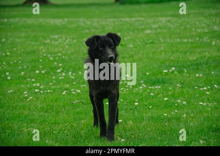 Schwarzer Hund auf der Wiese. Schwarzer Schönheitshündchen auf dem Rasen im Park Stockfoto