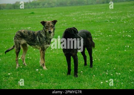 Schwarzer Hund auf der Wiese. Schwarzer Schönheitshündchen auf dem Rasen im Park Stockfoto