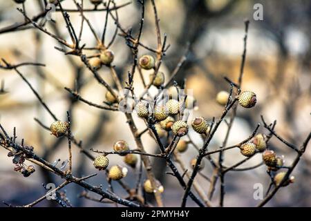 Eicheln auf einem Eichenbaum im Wald nach einem zerstörerischen Brand. Penteli-Berg, Griechenland. Stockfoto