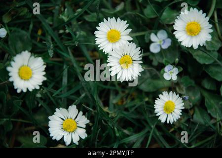 Gänseblümchen im Gras schließen Stockfoto