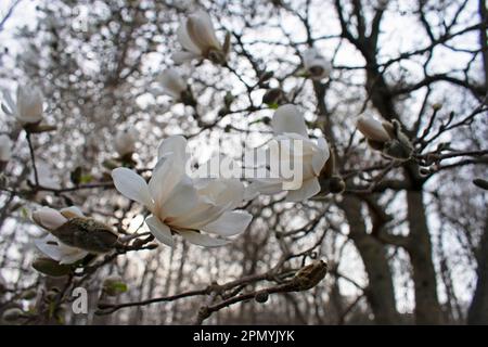 Nahaufnahme weißer Magnolienblüten auf verschwommenem Hintergrund mit Magnolienblütenknospen und -Zweigen -01 Stockfoto
