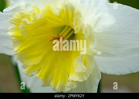 Nahaufnahme der Dichter Narcissus (Narcissus Poeticus), eine kultivierte weiße Narzissenblume mit einer gelben Mitte -03 Stockfoto