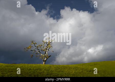 Ein einzelner Baum auf einem grünen Grasfeld mit weißen Wolken und blauem Himmel Stockfoto