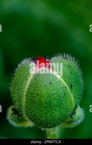 Makroaufnahme einer Blütenknospe aus Mohn (Papaver rhoeas) mit einem roten Punkt aus der Blüte Stockfoto