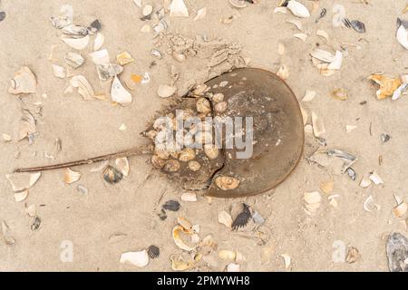 Nahaufnahme von Horseshoe (Limulidae) am New Jersey Beach. Stockfoto