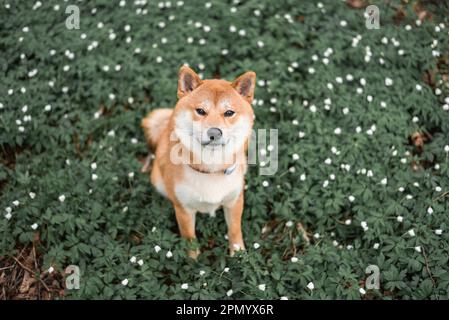 Der junge rote shiba inu-Hund sitzt auf dem Feld voller weißer Holz-Anemonen-Blumen. Blick von oben. Stockfoto
