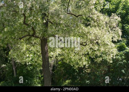 Robinia pseudoacacia oder schwarze Johannisbrot in Blüte Stockfoto