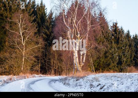 Feld Pfad in der winterlichen Harz Stockfoto