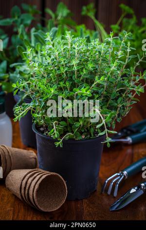 Verschiedene Kräuter für die Bepflanzung mit Gartengeräten Stockfoto