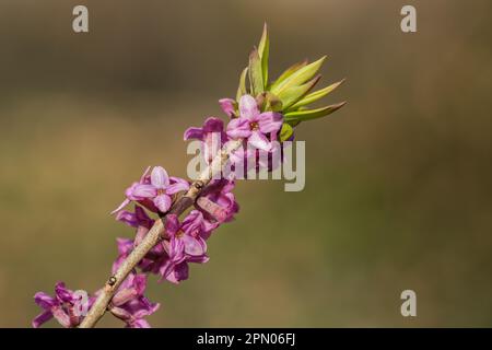 Mezereon (Daphne mezereum) Stockfoto