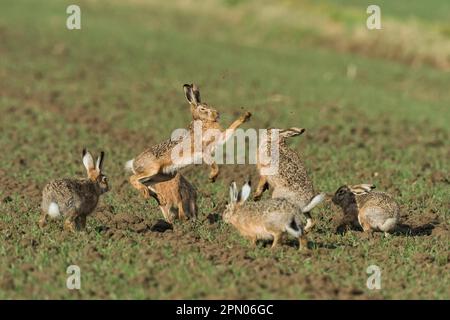 Feldhase (Lepus Europaeus) Stockfoto