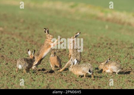 Feldhase (Lepus Europaeus) Stockfoto