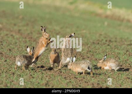 Feldhase (Lepus Europaeus) Stockfoto