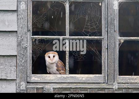 Scheuneneule (Tyto alba), Erwachsener, bei Regen mit Spinnweben am Scheunenfenster sitzend, Suffolk, England, Oktober (in Gefangenschaft) Stockfoto