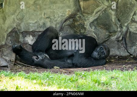 Ein erwachsener Gorilla liegt auf dem Boden in seinem felsigen Lebensraum Stockfoto