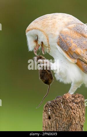 Scheuneneule (Tyto alba), ausgewachsen, mit Holzmaus (Apodemus sylvaticus) als Beute in ihren Klauen, sitzt auf Zaunpfahl, September (in Gefangenschaft) Stockfoto