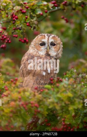 Tawny Eulen (Strix aluco), Erwachsener, auf Weissdorn (Crataegus monogyna) mit Beeren, Suffolk, England, Oktober (in Gefangenschaft) Stockfoto