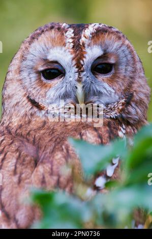 Tawny Owl, Tawny Eulen (Strix aluco), Eulen, Tiere, Vögel, Eulen, Tawny Owl, Erwachsene, Nahaufnahme des Kopfes, Berkshire, England, April (gefangen) Stockfoto