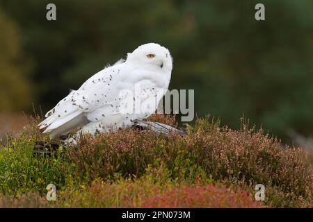 Schneeeule (Nyctea scandiaca), männlicher Erwachsener, der auf einem Baumstumpf in Heidekraut steht (in Gefangenschaft) Stockfoto
