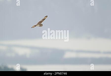 Kurzohreule (ASIO flammeus), Erwachsener, im Flug, Jagd über verschneiten Lebensraum, South Yorkshire, England, Großbritannien Stockfoto