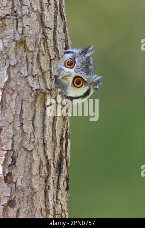 Busch Eule, Weißgesichter Eule, Busch Eule (Ptilopsis leucotis), Weißgesichtige Eulen, Weißgesichter Eule, Weißgesichter Eule, Weißgesichter Eule, Weißgesichter Eule Stockfoto