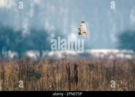 Kurzohreule (ASIO flammeus), Erwachsener, im Flug, Jagd über verschneiten Lebensraum, South Yorkshire, England, Großbritannien Stockfoto