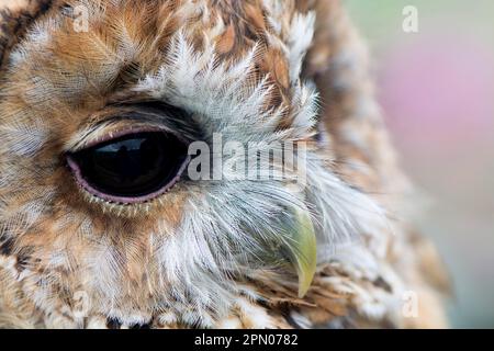 Tawny Owl, Tawny Eulen (Strix aluco), Eulen, Tiere, Vögel, Eulen, Tawny Owl, Erwachsene, Nahaufnahme des Kopfes, England, August (gefangen) Stockfoto