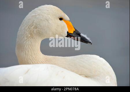 Bewick's Swan für Erwachsene (Cygnus bewickii), Nahaufnahme von Kopf und Hals, Slimbridge, Gloucestershire, England, Großbritannien Stockfoto