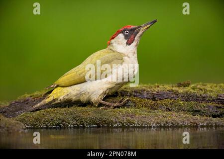 Europäischer Green Woodpecker (Picus viridis), männlich, am Pool in Woodland, Debrecen, Ungarn Stockfoto