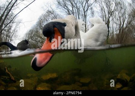 Stumme Schwäne, stumme Schwäne (Cygnus olor), Gänseblümchen, Schwäne, Tiere, Vögel, Stummer Schwan, männlicher Erwachsener, ernähren sich im flachen Wasser über dem Flussbett im Fluss Stockfoto