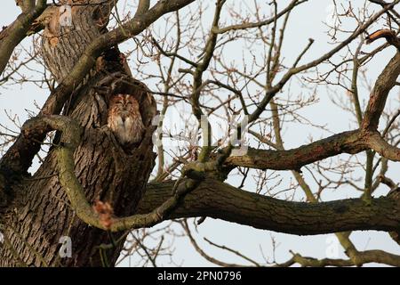 Tawny Eulen (Strix aluco), Erwachsene, schlafen am Loch in der Eiche, Christchurch Park, Ipswich, Suffolk, England, Vereinigtes Königreich Stockfoto